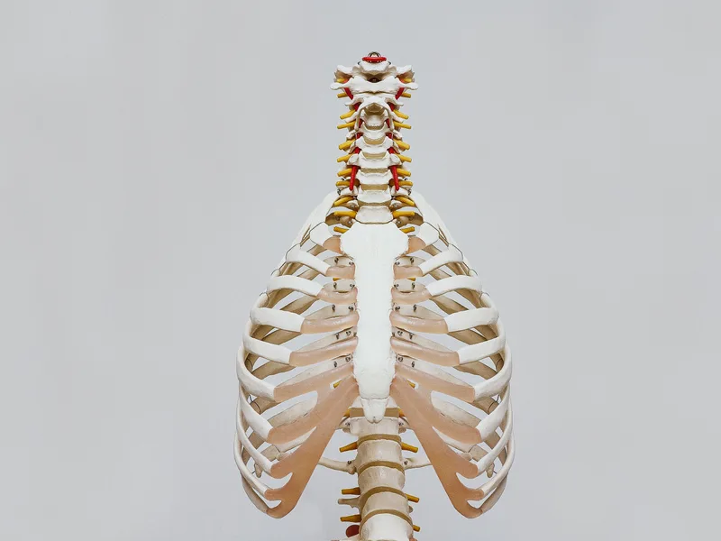 How X-Rays works at New Beginnings Chiropractic